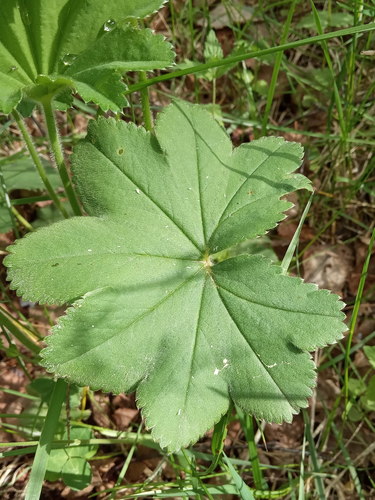 Alchemilla schistophylla