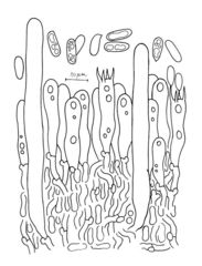 Hyphoderma roseocremeum