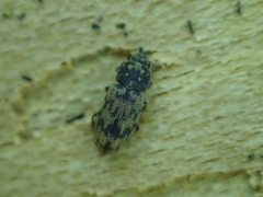 Synchita undata