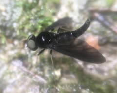 Chrysopilus velutinus