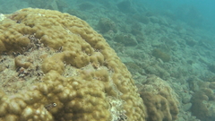 Porites lobata