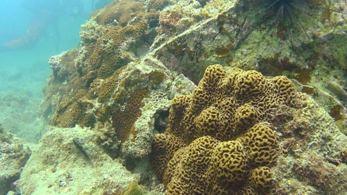 Paragoniastrea australensis