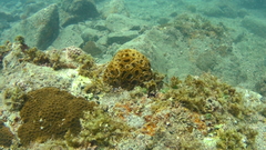 Scleractinia