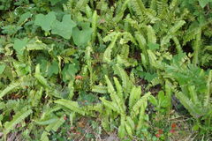 Nephrolepis cordifolia