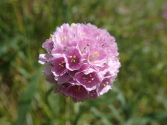 Armeria maritima elongata
