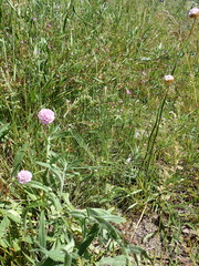 Armeria maritima elongata