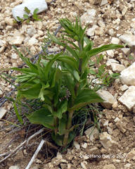 Epipactis atrorubens