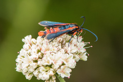 Synanthedon polygoni
