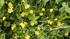 Ranunculus repens