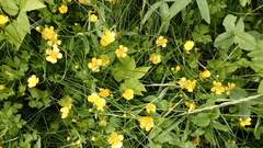 Ranunculus repens
