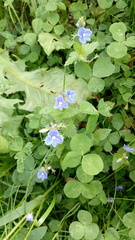 Veronica chamaedrys