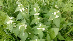 Lamium album