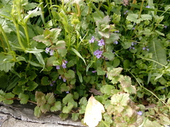 Glechoma hederacea