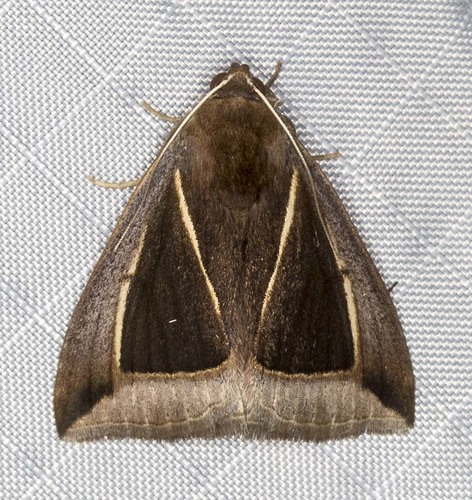 Chalciope alcyona Druce, 1888