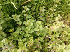 Glechoma hederacea