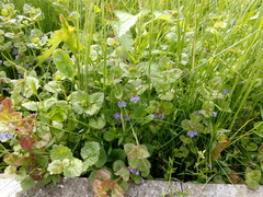 Glechoma hederacea