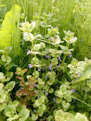 Glechoma hederacea