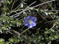 Evolvulus antillanus