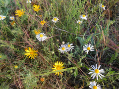 Aphanostephus riddellii