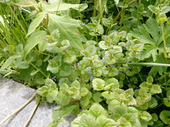 Glechoma hederacea