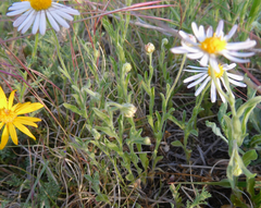 Aphanostephus riddellii