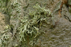 Evernia prunastri
