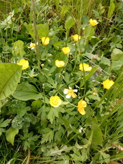 Ranunculus repens