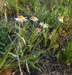Aphanostephus riddellii