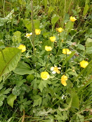 Ranunculus repens
