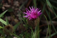 Centaurea rhaetica