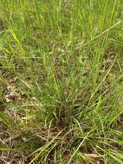 Carex pilulifera