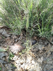Tragopogon porrifolius porrifolius