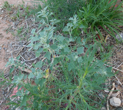 Chenopodium incanum