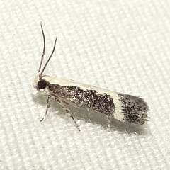 Aroga camptogramma