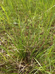 Carex pilulifera