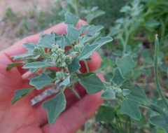 Chenopodium incanum