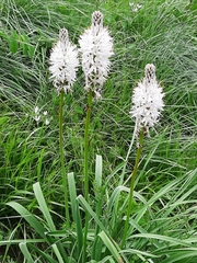 Asphodelus albus