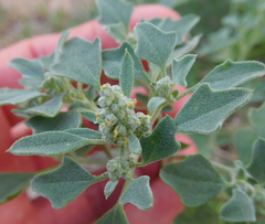 Chenopodium incanum
