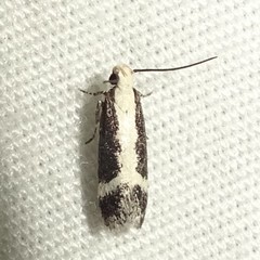 Aroga camptogramma