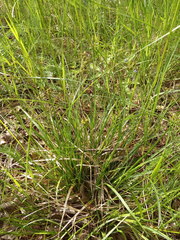 Carex pilulifera