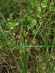 Carex pilulifera
