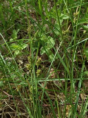 Carex pilulifera