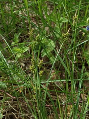 Carex pilulifera