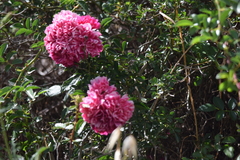 Rosa gallica