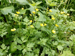 Ranunculus repens
