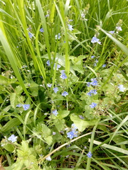 Veronica chamaedrys