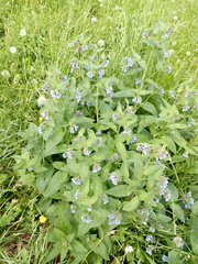 Symphytum caucasicum