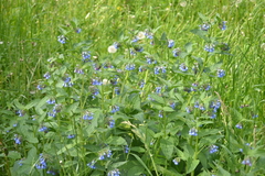 Symphytum caucasicum