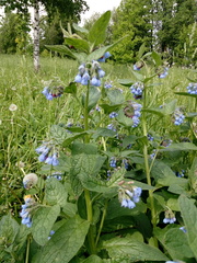 Symphytum caucasicum