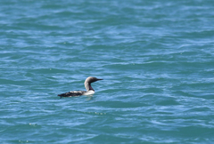 Gavia pacifica